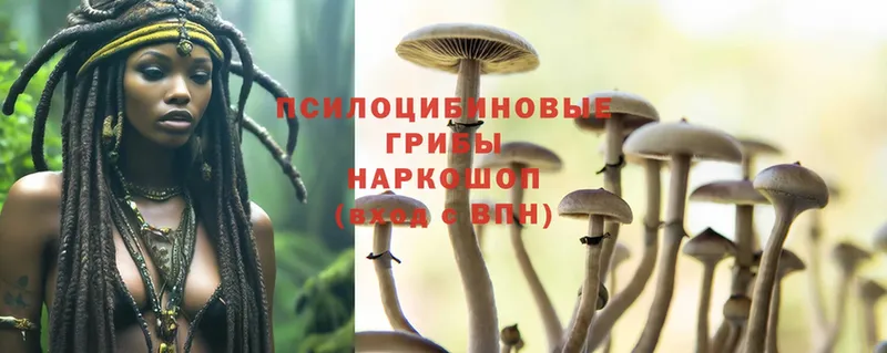 купить наркотик  kraken сайт  Псилоцибиновые грибы Magic Shrooms  маркетплейс наркотические препараты  Межгорье 